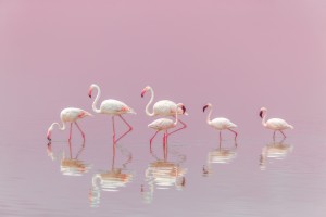 Flamingos