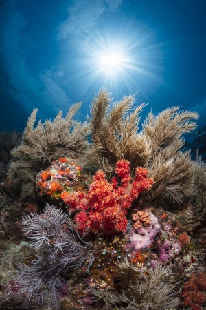 Underwater life