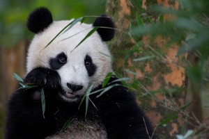 Bamboo Time