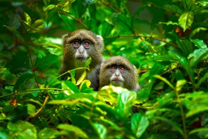 Blue Monkey