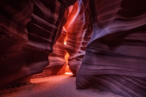 Antelope