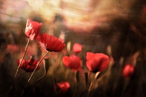 morning air by sahar karami 