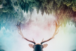 Antler