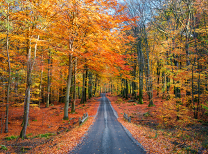 Road into autumn