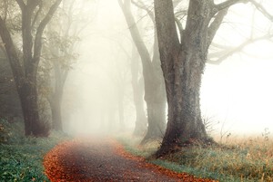 Misty Alley by 1x