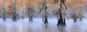 Caddo Lake by 1x
