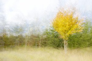 Impressionistic birch