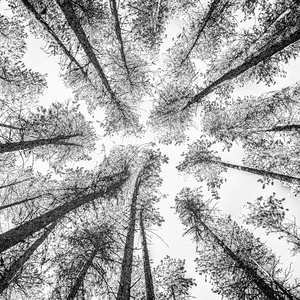 Tree Etching 002