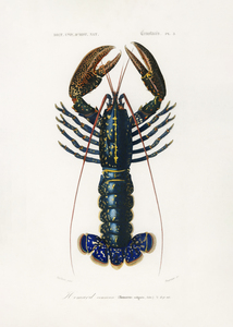 Crimson Crawfish