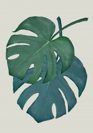 Monstera Aqua 06