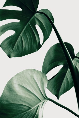 Monstera Natural 42