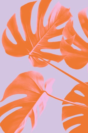 Monstera Purple 04