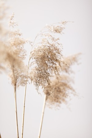 Reed Grass Grey 09
