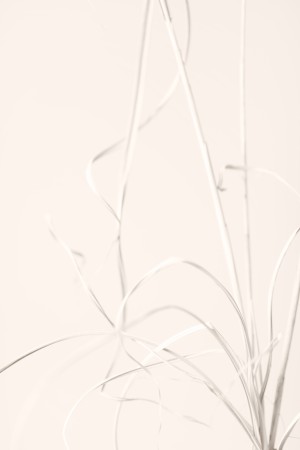 Dried Grass Light Beige
