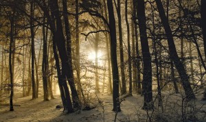 winter morning