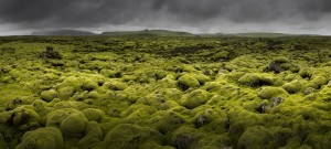 Islandmoos I by Franz Schumacher 