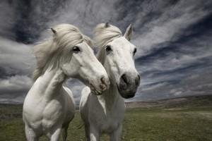 Inseparables