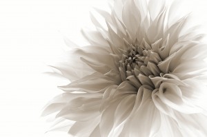 dignified by Priska Wettstein 