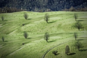 sheeps ...