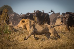 Running for his Life by Marc Meijlaers 