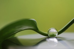 Green harmony by Heidi Westum 