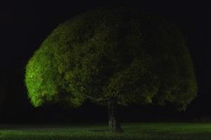 Mushroom tree by Stelios Kirtselis 