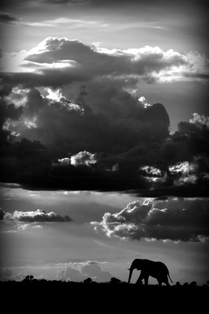 He walks under an African Sky by WildPhotoArt  