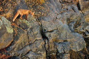 Fox on the Rocks by Yves Adams 