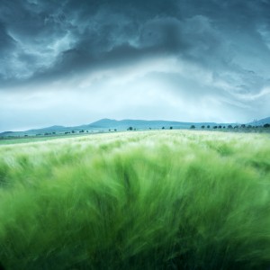 Barley Field