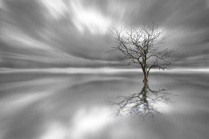 Ghost Tree