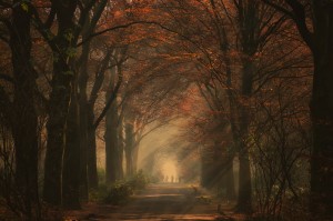 Autumn walk