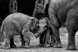 Friends Forever
