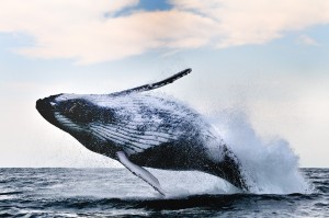 breach