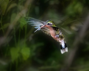 Hummingbird 1B by Leigh Pelton 