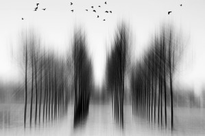 tree architecture