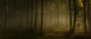 how can words express the feel of sunlight in the morning