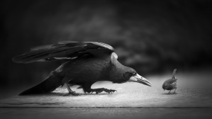 Evil by richard bires 