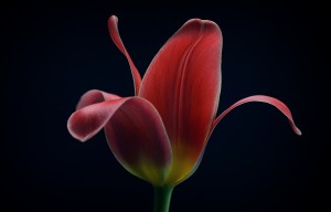 First Tulip