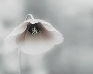 Ephemeral Beauty