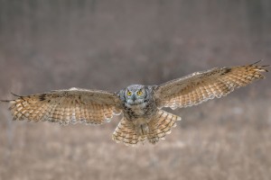 GHO in Flight