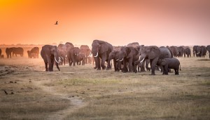 Amboseli Morning Stroll to Starbucks