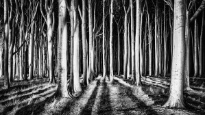 Ghost Forest
