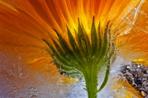 Frozen Marigold
