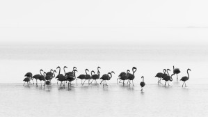 Flamingos by Joan Gil Raga