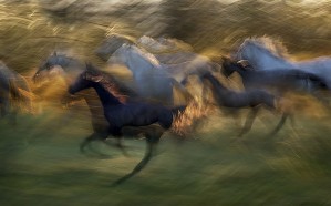 fiery gallop by milan malovrh 