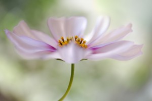 Cosmos