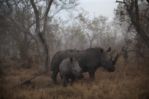 Pre Dawn Encounter by Andre Victor 