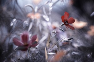 Une Fleur, une Histoire by Fabien BRAVIN 