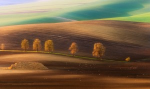 Moravian Trees