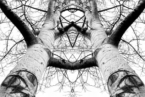 Aspen Cathedral by James K. Papp